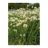 Hectarul - Seminte de arpagic chinezesc, 1.5 grame FLORIAN